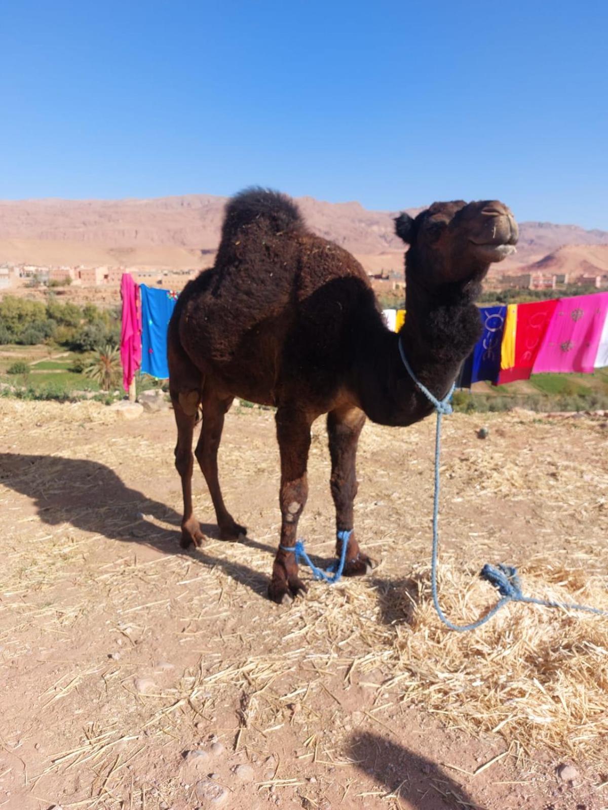 Tinghir Riad Iriki מראה חיצוני תמונה